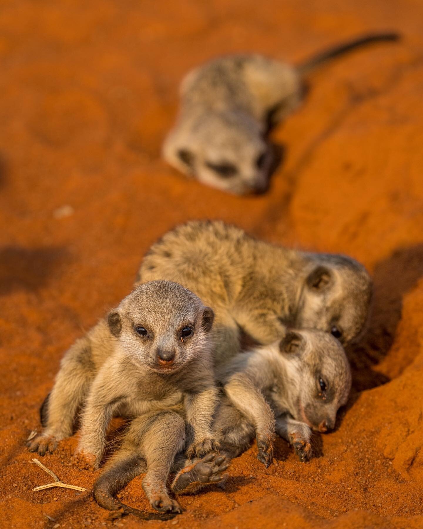 I feel like my feed needed some baby meerkats this morning.